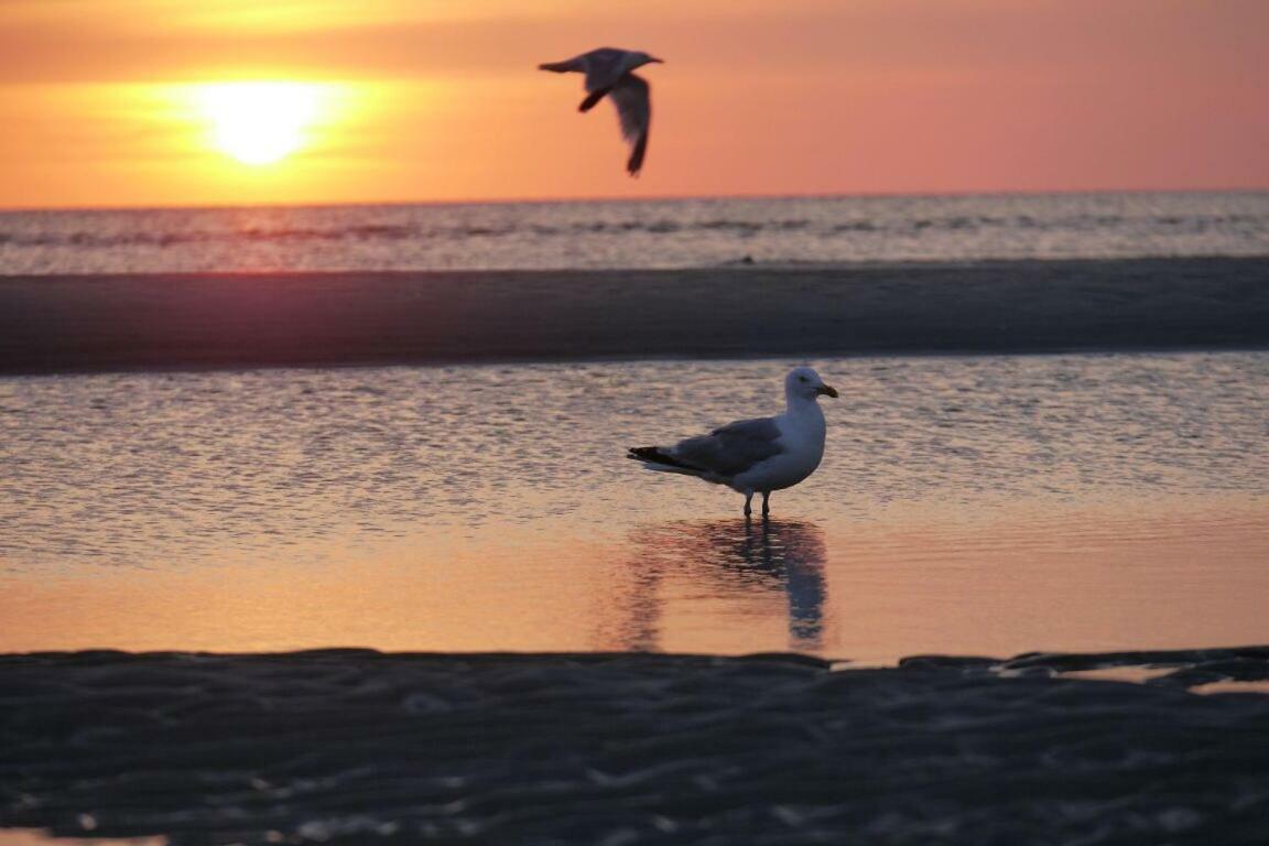 Fewo Buesum - Bella Mare - Nordseestrasse 3 Eksteriør billede
